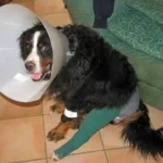 Ligaments croisés (4 opérations en tout : 2 à chaque patte arrière)