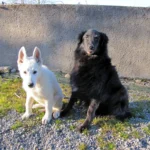 Le 08/03/2010, Esku venait d'arriver à la maison. Très jeune encore, il était difficile de le faire poser devant l'appareil photo. J'ai dû élever la voix, ça se voit à la position des oreilles de Pitxi qui n'en menait pas large.